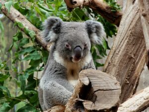 A koala sat on a tree branch