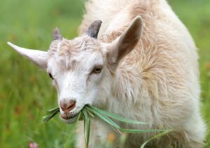 A white goat eating some grass in a field.