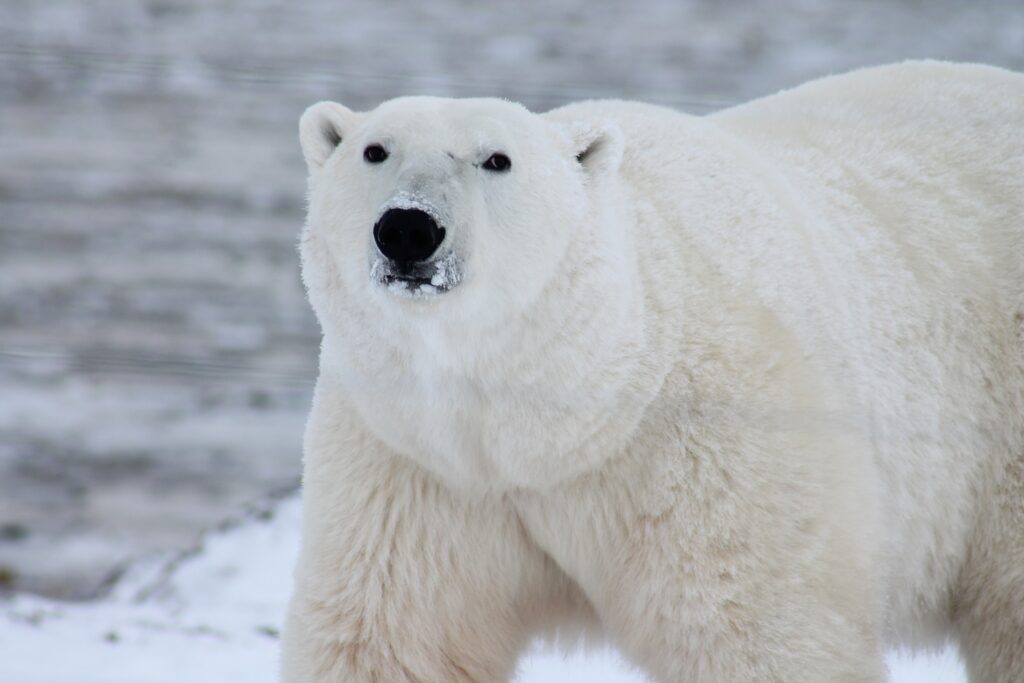 A Polar bear with snow around it's mouth and black nose. The background is a mixture of snow and icy water 