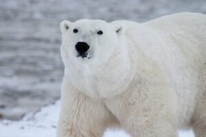 A polar bear stood in the snow with water in the background
