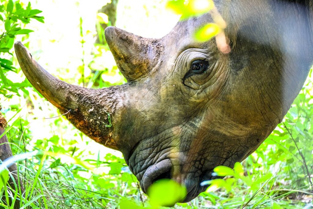 The head of a rhino who is bending down to eat greenery 