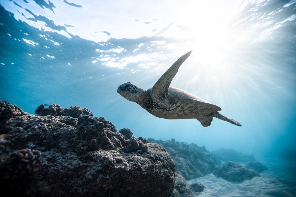 A sea turtle swimming underwater. There are rocks below it and the sun shining brightly through the surface of the water