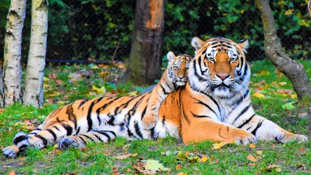 A grown tiger laid down with a small tiger cub on its front shoulders both looking towards the camera in between two trees on grass
