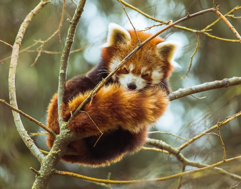 A red panda curled up and sleeping in a thin tree branch