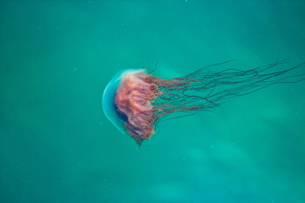 A jellyfish swimming in the blue ocean 