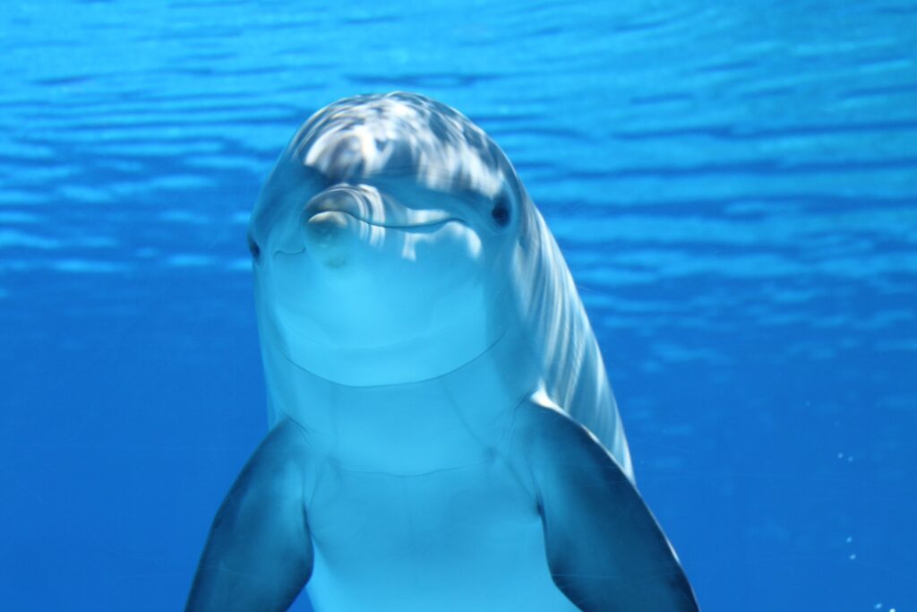 A dolphin floating in the ocean. It almost seems to be smiling at the camera 