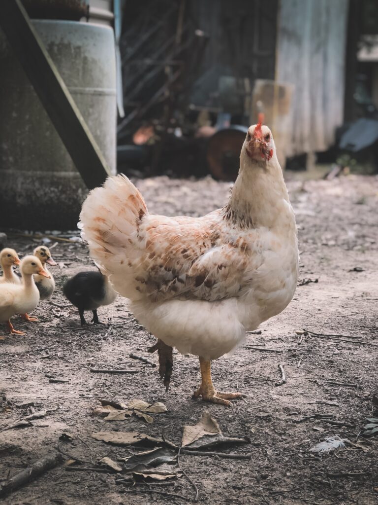A white chicken standing on one leg looking at the camera. In the background are three yellow chicks. 