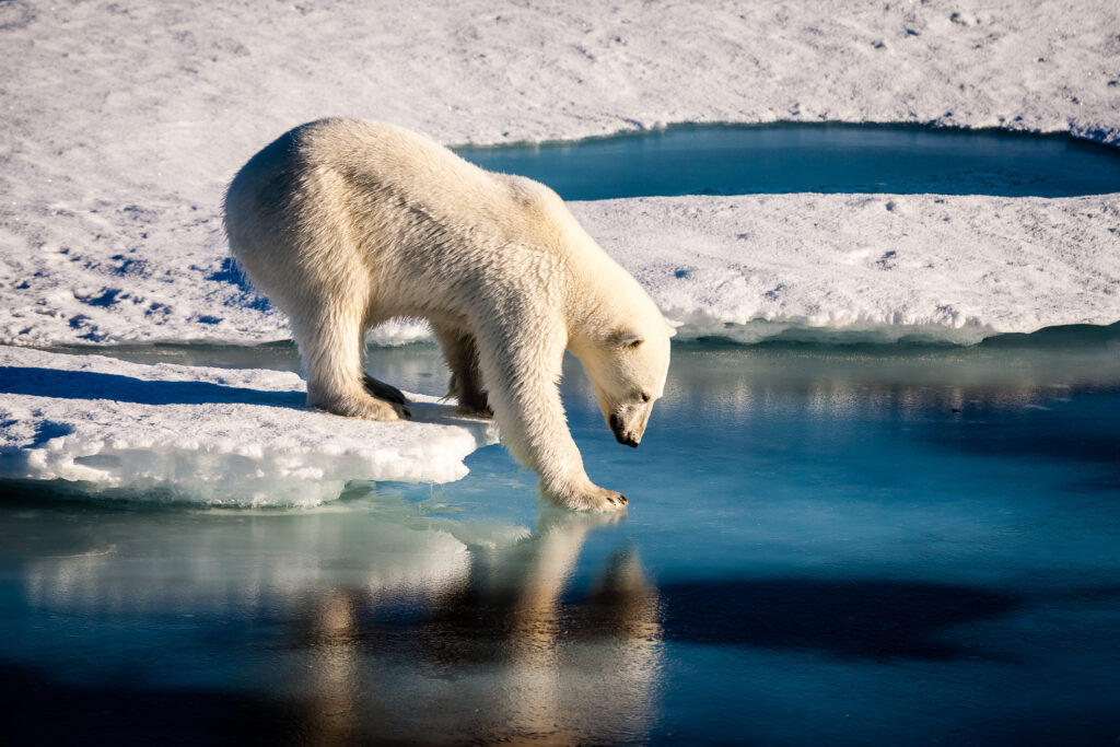 A polar bear stepping down from a chunk of ice onto a submerged platform of ice. The ocean is a deep blue with snow and a small pond in the background