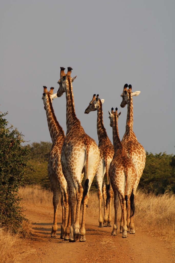 Five giraffes walking on the dusty ground away from the camera. There are green bushes in the distance and yellow tall grass to the giraffes right. 