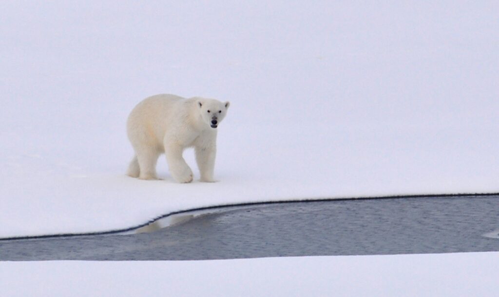 A polar bear walking across a snowy landscape towards a slow flowing river