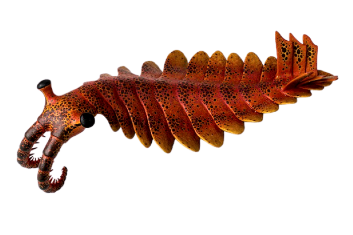 Anomalocris looks like  a slug with orange skin with black spots. Two eyes stick up from its head and two claw shaped feelers stick out under its head- a little bit like elephants tusks 