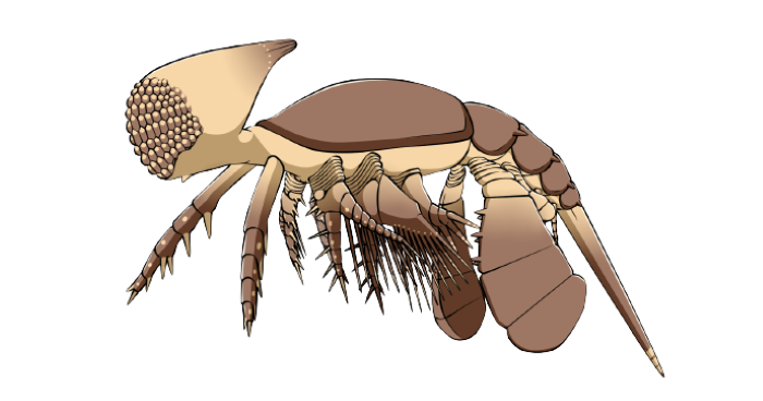 Cambropachycope has the body of a scorpion with a tail with a spike on the end pointing down. It has a large head which comes back to a point with countless eyes. It has two large flippers at the back with numerous legs, no toes or feet, with spikes on. 