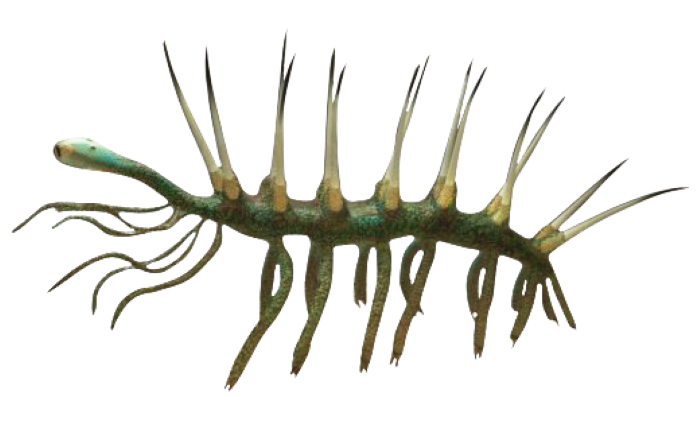 Hallucigenia looks like a centipede except the legs are on both sides of the body and the legs are more spike like. 