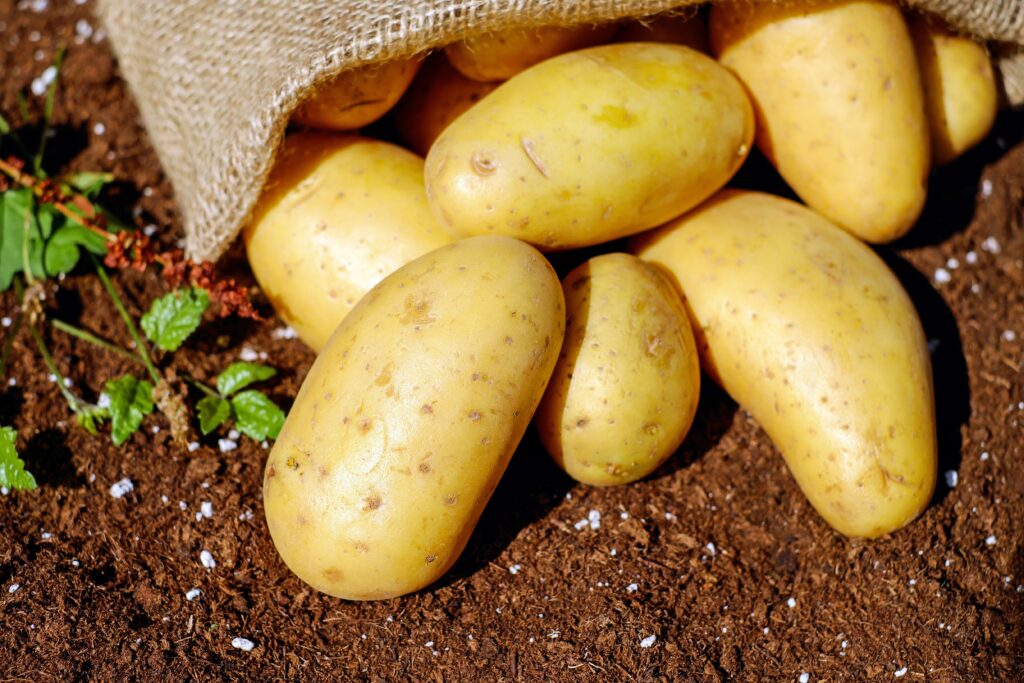 Potatoes coming out of a hessian bag laid on soil with some green leaves. 