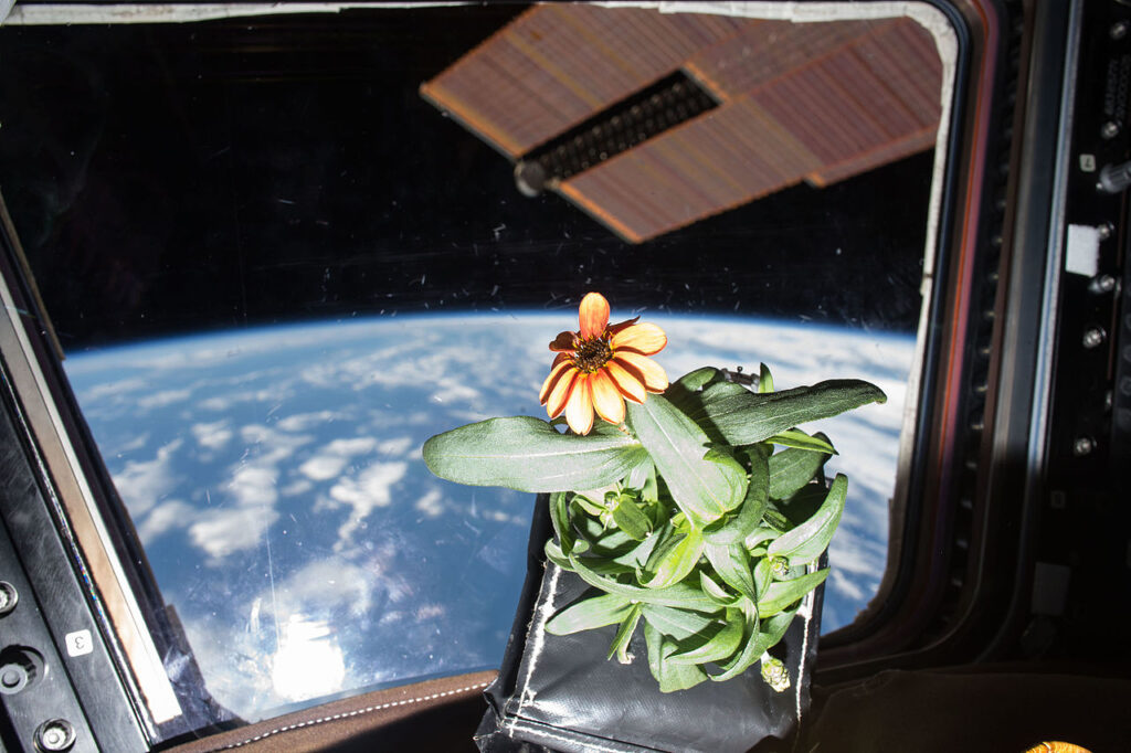 A zinnia flower with green leaves and a orange tinted flower in the window of the international space station with the curvature of the Earth outside. 