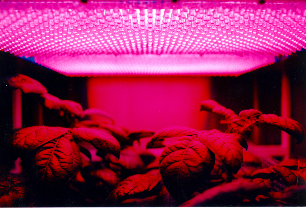 Potato plants growing under a series of red LED lights. 